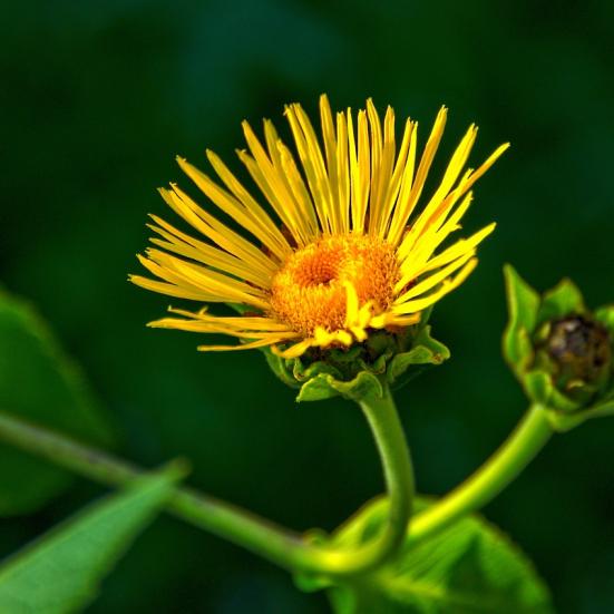 En mælkebøtteblomst strækker sig mod sollyset på en sort baggrund