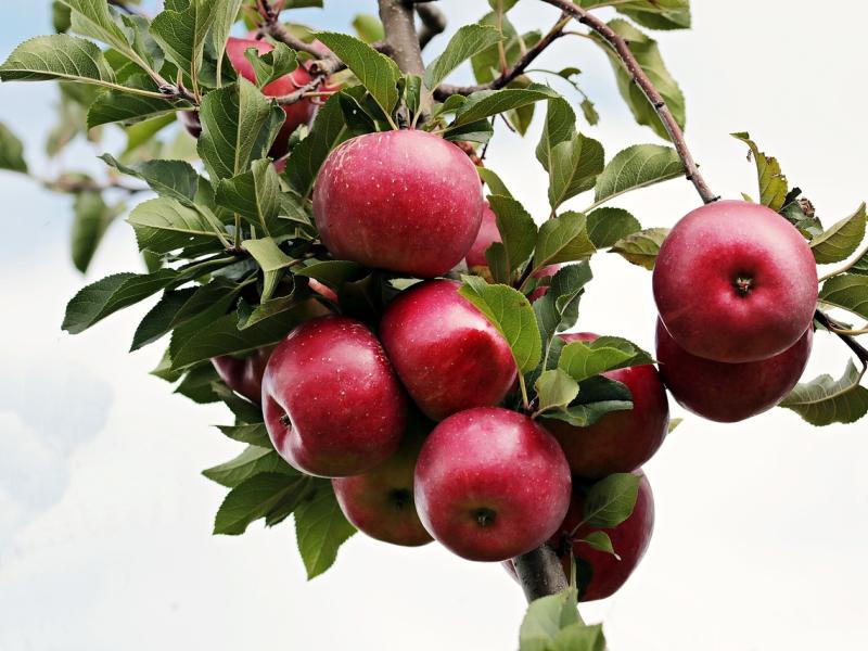 Æbledage i Hammel, Hadsten og Ulstrup