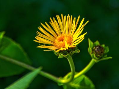 En mælkebøtteblomst strækker sig mod sollyset på en sort baggrund