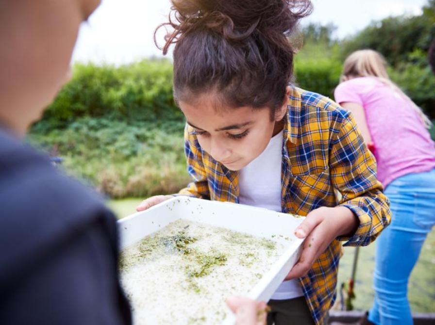 Børn kigger i plasticbakke med vand fra å