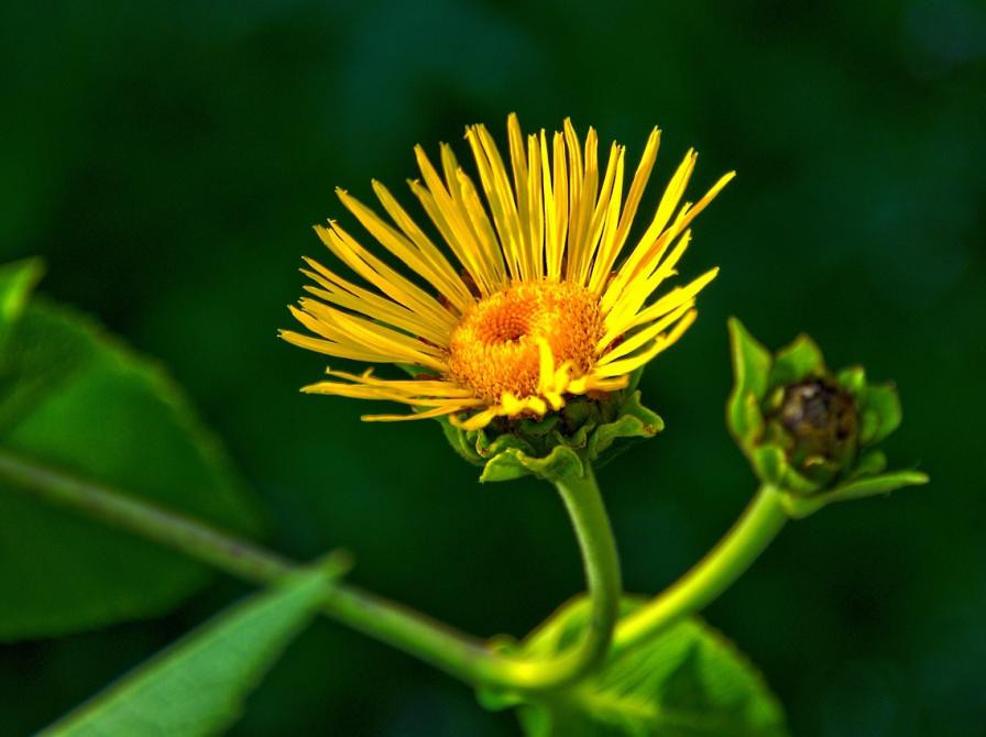 en mælkebøtteblomst strækker sig mod sollyset på en sort baggrund