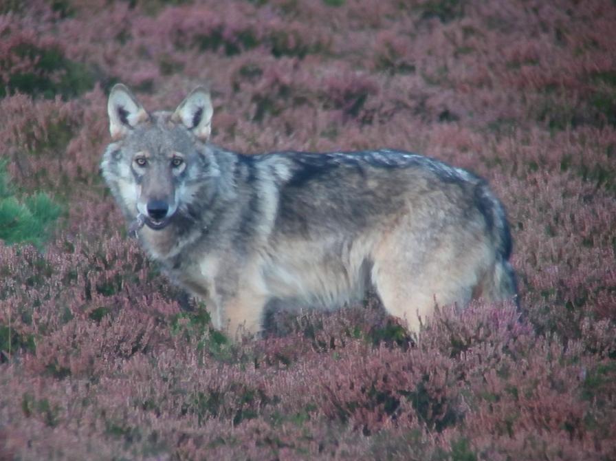 Foto: Kent Olesen, Naturhistorisk Museum